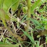 Asclepias viridis Rhisgl