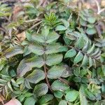 Polemonium reptans Liść