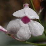 Penstemon ambiguus Kvet