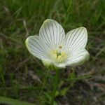 Parnassia glauca Цвят