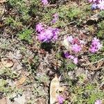 Verbena bipinnatifida Bloem