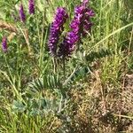 Vicia incana Листок