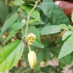 Glyphaea brevis Blüte