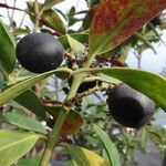 Acokanthera oppositifolia Fruit