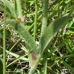 Trifolium montanum Fuelha