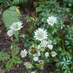 Astrantia majorKvět