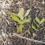 Triosteum perfoliatum 整株植物
