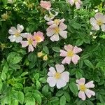 Rosa canina Flower