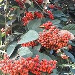 Cotoneaster coriaceus Fruit