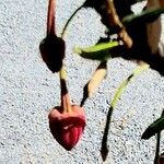 Crinodendron hookerianum Blüte