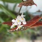 Begonia maculataКвітка