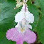 Impatiens balfourii Цвят