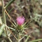 Ptilostemon stellatus Flor