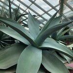 Agave guiengola Hábito