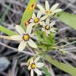 Sisyrinchium sellowianum Blomst