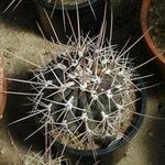 Ferocactus emoryi Leaf