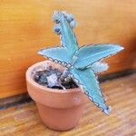 Kalanchoe daigremontiana ᱛᱟᱦᱮᱸ