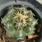 Coryphantha elephantidens Ліст