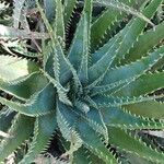 Aloe × spinosissima Hoja
