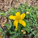 Hypericum cerastoides Blodyn