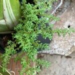 Pilea microphylla Leaf