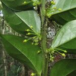 Phyllanthus cherrieri Hábito