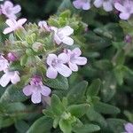 Thymus vulgaris Blüte