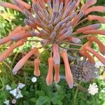 Aloe maculata Bloem