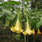 Brugmansia × candida Blomma