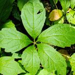 Parthenocissus quinquefolia Ліст