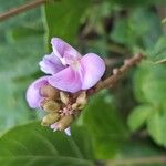 Canavalia rosea Flor