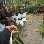Gladiolus murielae Kukka