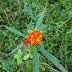 Asclepias curassavica Flor