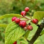 Aronia arbutifolia Fruit