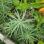 Linaria vulgaris Φύλλο