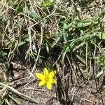 Gagea fragifera 花