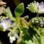 Phacelia cephalotes Λουλούδι