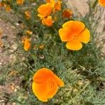 Eschscholzia caespitosa Flower