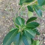 Esenbeckia leiocarpa Leaf