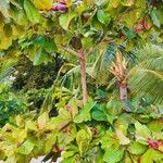 Terminalia catappa Habitus