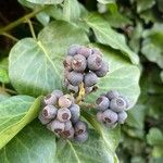 Hedera helix Fruit