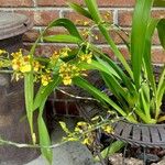 Oncidium sphacelatum Habit