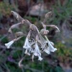 Silene italica फूल