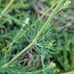 Galium glaucum Feuille