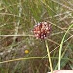 Allium vineale Flower