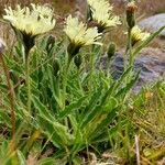 Hieracium berardianum Likasa