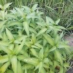 Persicaria hydropiper Hoja