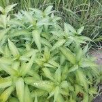 Persicaria hydropiper Blad