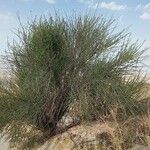 Prunus scoparia Hábito