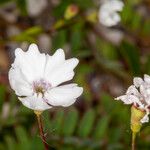 Heliosperma pusillum Blomst